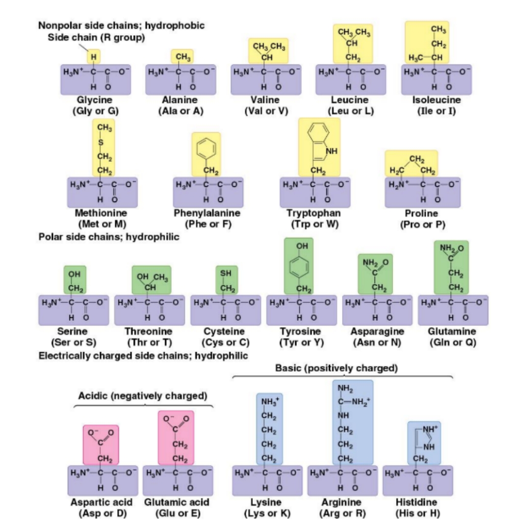 Amino_Acids_Table|50